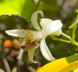 Citrus Bloom Raw Honey - SPRING 2026 MICRO HARVEST - Southern California Citrus Bloom - 12oz - Wild Tree Bee Company