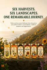The California Collection - Raw Honey Bundle - Six 12 oz Jars - Wild Tree Bee Company